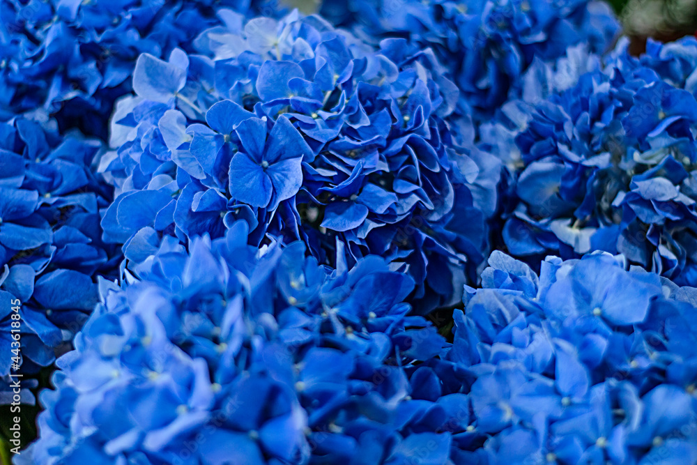 A bouquet of blue hydrangea flowers on a bright sunny day