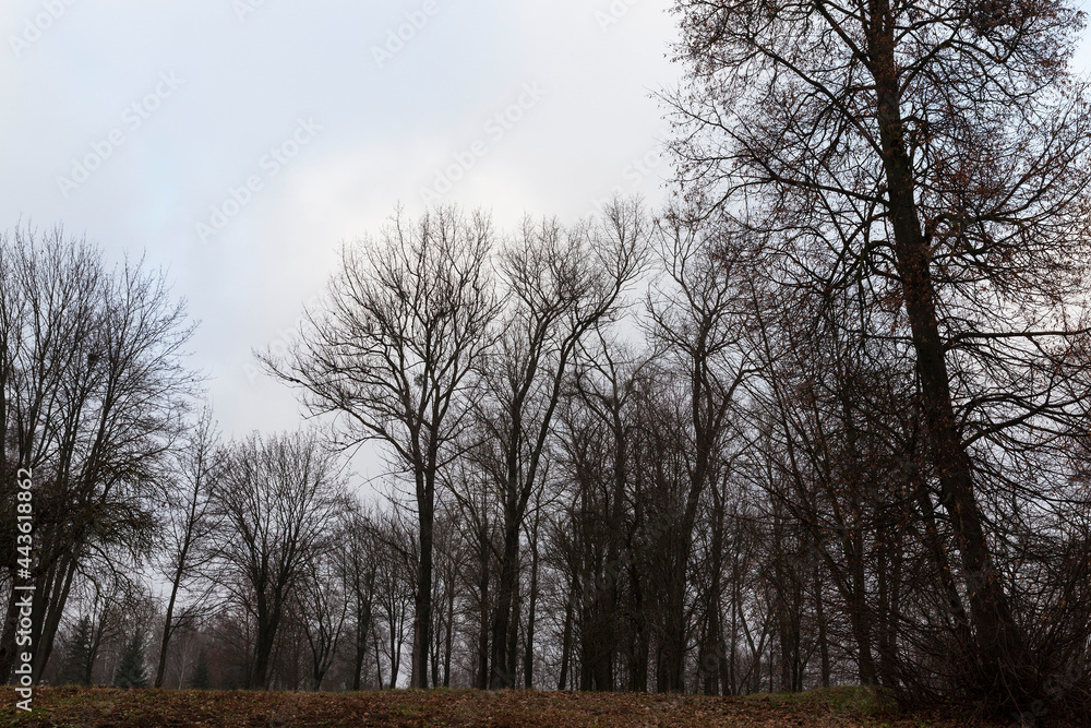 Forest in autumn