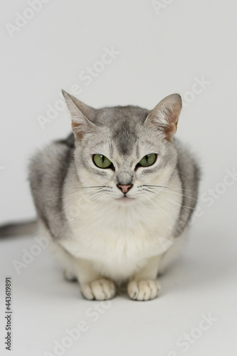 Silver burmilla cat