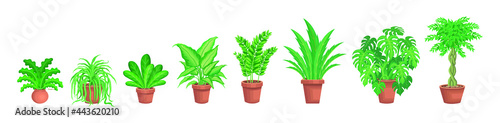 Various home decorative green plants on pots vector illustrator.