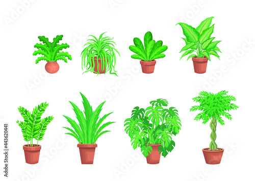 Various decorative green plants on pots vector illustrator.