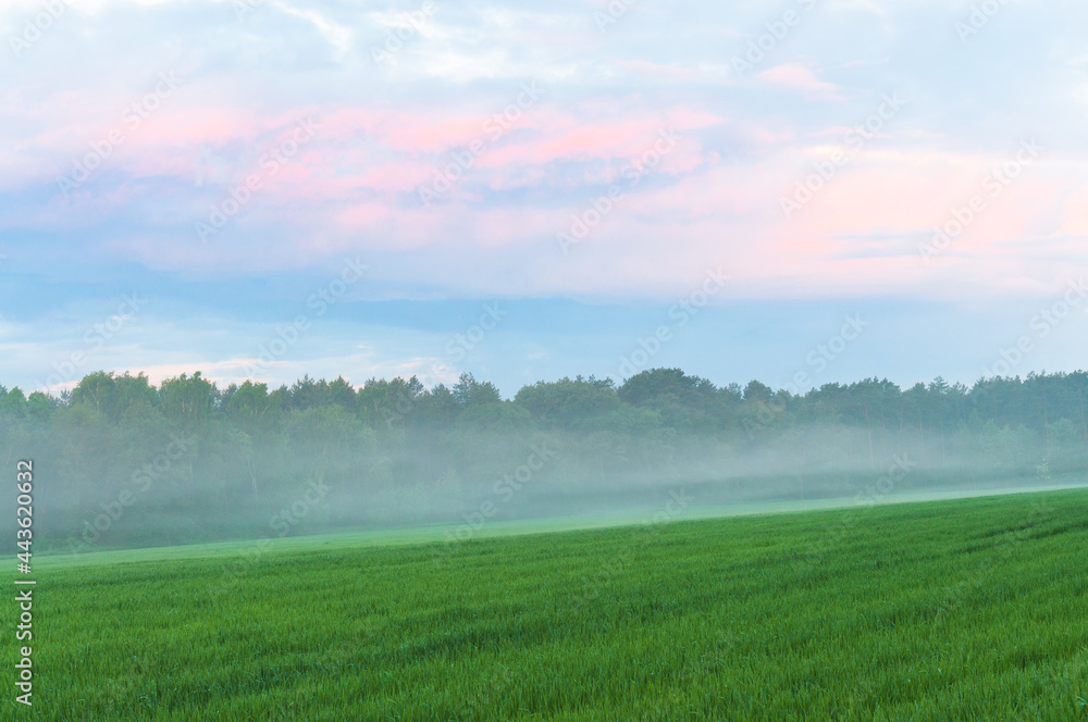 Morning over the meadows of Podlasie. Morning over the meadows of Podlasie.