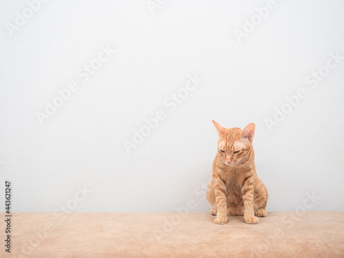 Domestic cat at home sitting on sofa feeling sleepy white background'