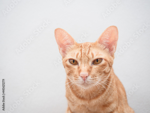 Closeup face of cute cat orange color white background isolated