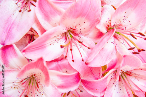 Foto Pink lily flowers, natural background