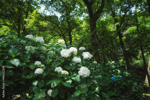 滋賀県長浜市の余呉湖畔にあるアジサイ園の紫陽花です