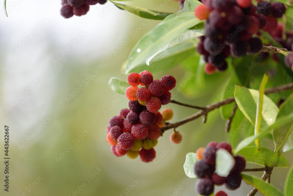 Red fruits of Japanese bayberry, on the branch Red fruits of Japanese bayberry, on the branch
