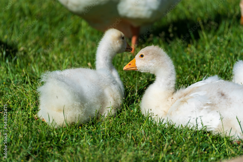 Baby Mute Swans feeding in the grass Baby Mute Swans feeding in the grass