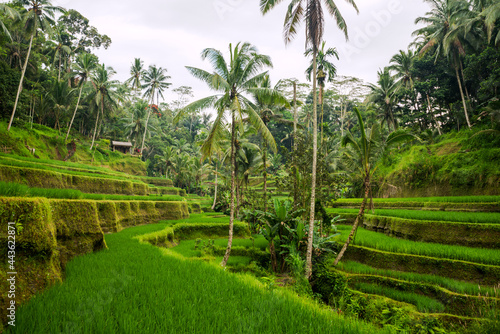 rice terraces on the island of Bali, Ubud