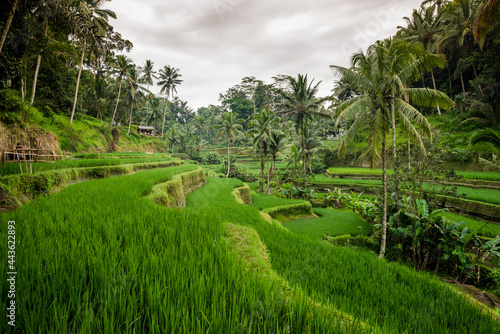 rice terraces on bali, ubud