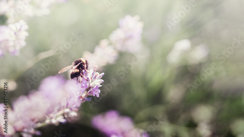 Pollination with bee and lavender with sunshine, sunny lavender. © Serenkonata