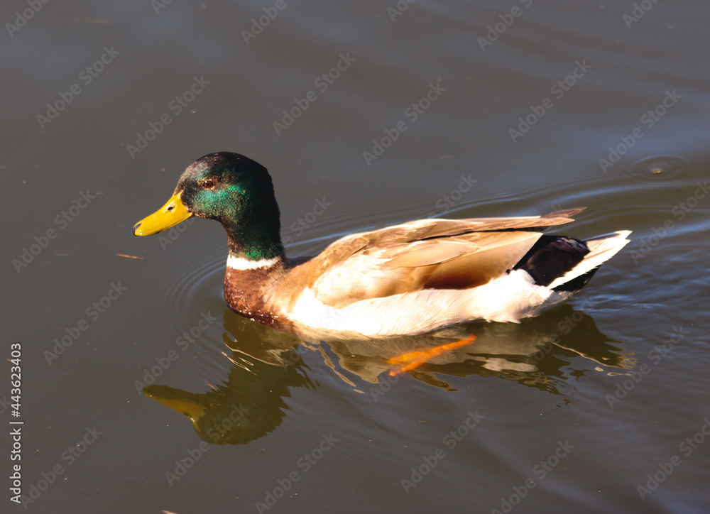 Obraz premium duck on the lake