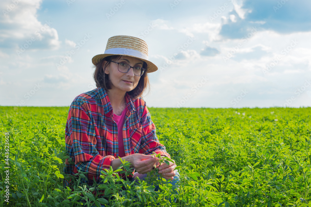 Middle age caucasian female farm worker inspecting Medicago field summer time