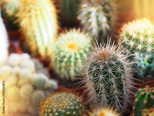 cacti in pots of sunlight