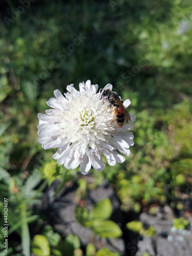 Cute little bee sitting on white flower in garden, close up view. Pollinating bee.