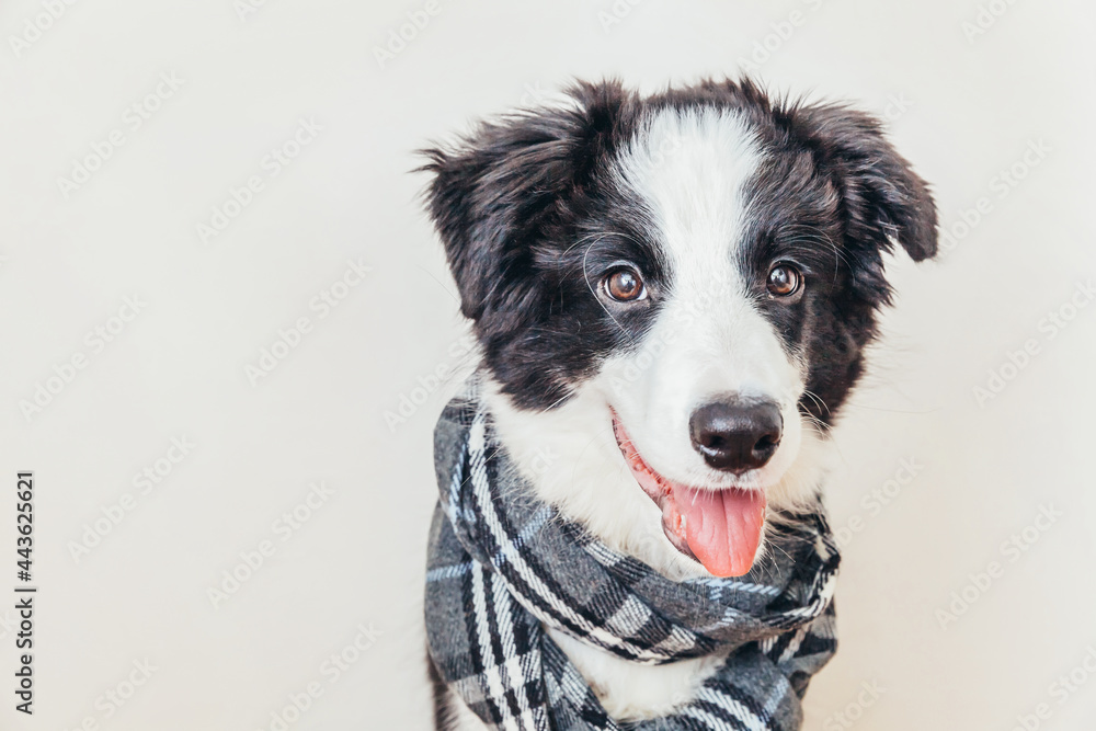 Fototapeta premium Funny studio portrait of cute smiling puppy dog border collie wearing warm clothes scarf around neck isolated on white background. Winter or autumn portrait of little dog.