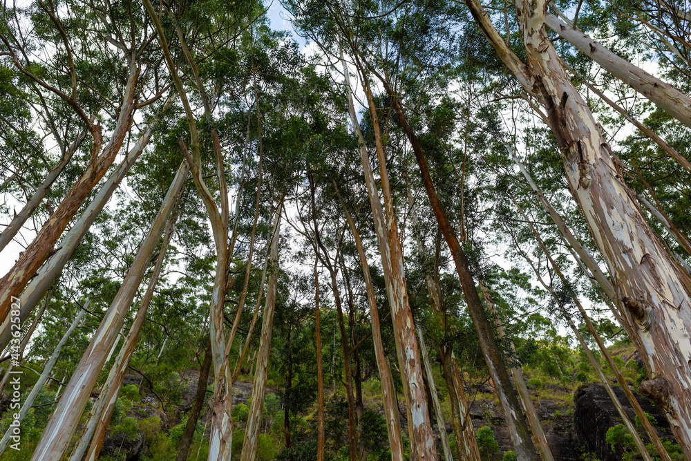 Fototapeta premium A dense forest grove of evergreen eucalyptus trees