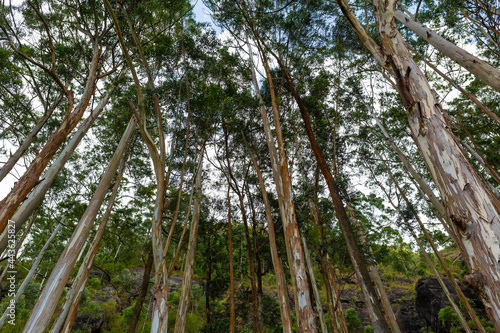 A dense forest grove of evergreen eucalyptus trees