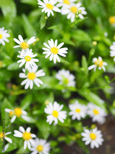 Common daisy, Bellis perennis white yellow color flower blooming in garden blurred of nature background space for copy writer