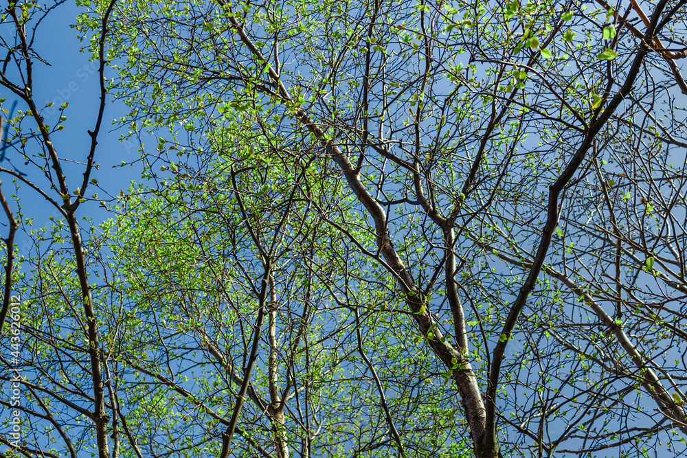 Blooming tree branches under the summer bright sun in nature.