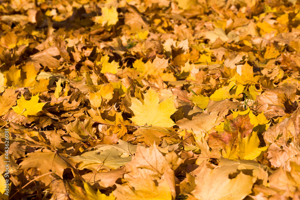 yellowed foliage of trees