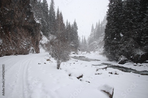 snow covered trees in winter