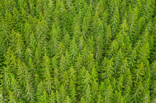 Aerial view of the top of pine trees. Green fur tree background 