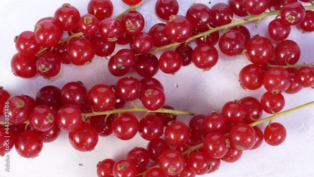 Red currant berry on white table Red currant berry on white table