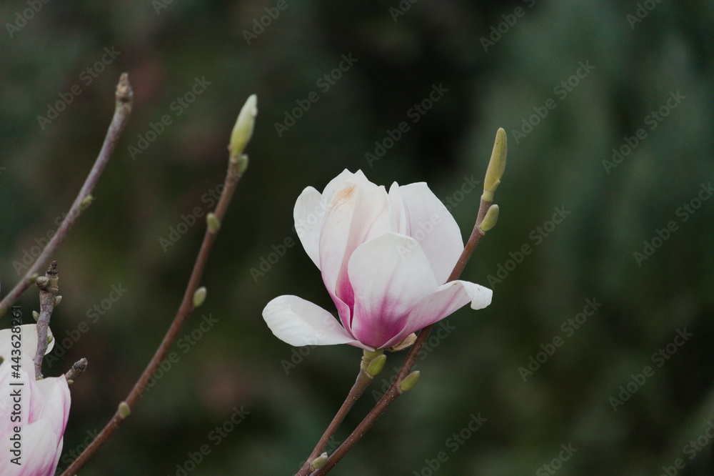 Obraz premium Magnolie