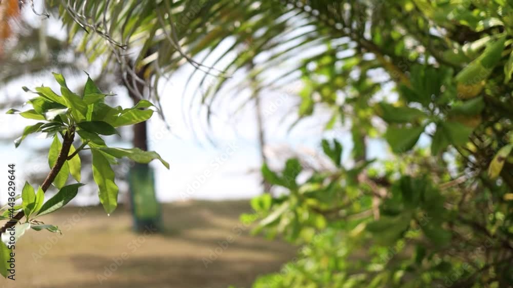 Branches of different plants swaying in the wind in sunny weather. Palm leaves. Blurred background. Branches of different plants swaying in the wind in sunny weather. Palm leaves. Blurred background.