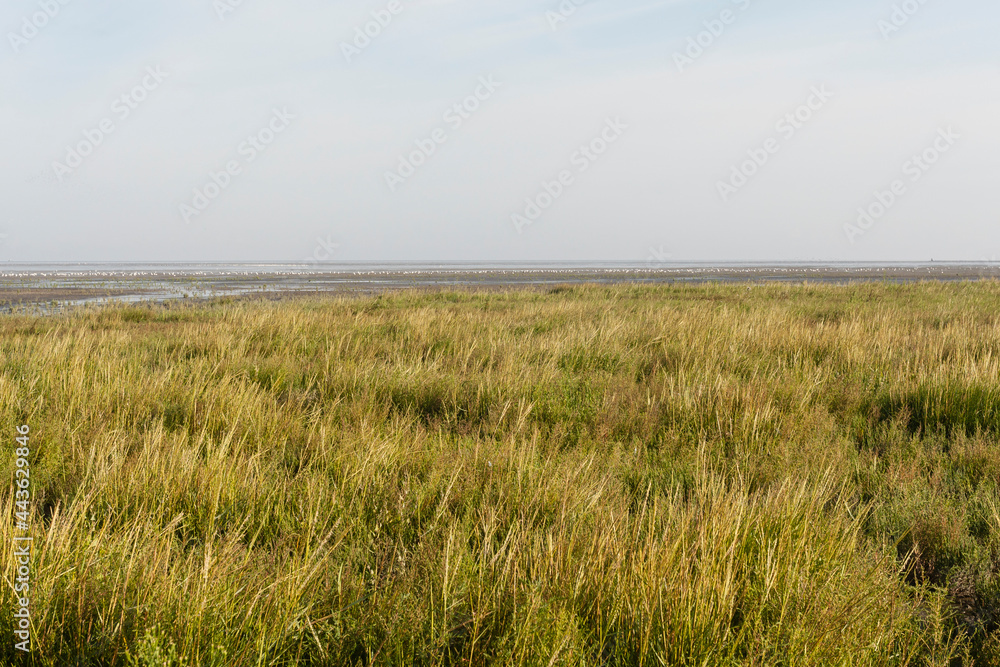 Obraz premium Kust in Westhoek, Coast at Westhoek