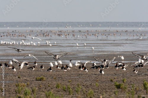 Vogels op Waddenzee, Birds at Wadden Sea
