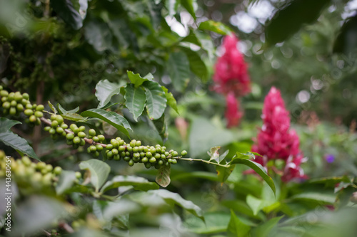 Coffee green beans on a branch at coffee tree plantation with floral leaves background. Fresh green juicy berries of coffee at organic farm in Colombia. Ripening process of coffee beans.
