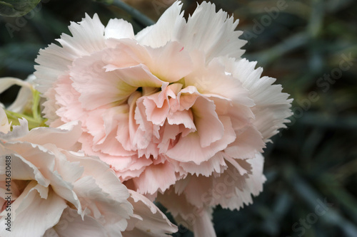 Garden pink white flower © JohnatAPW