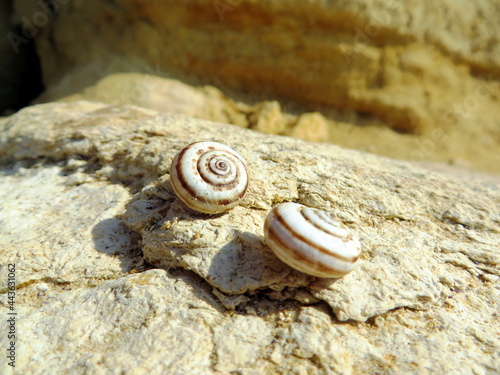 two white shells with brown stripes lie on a beige stone in the rays of the sun