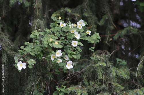 flowers in the forest