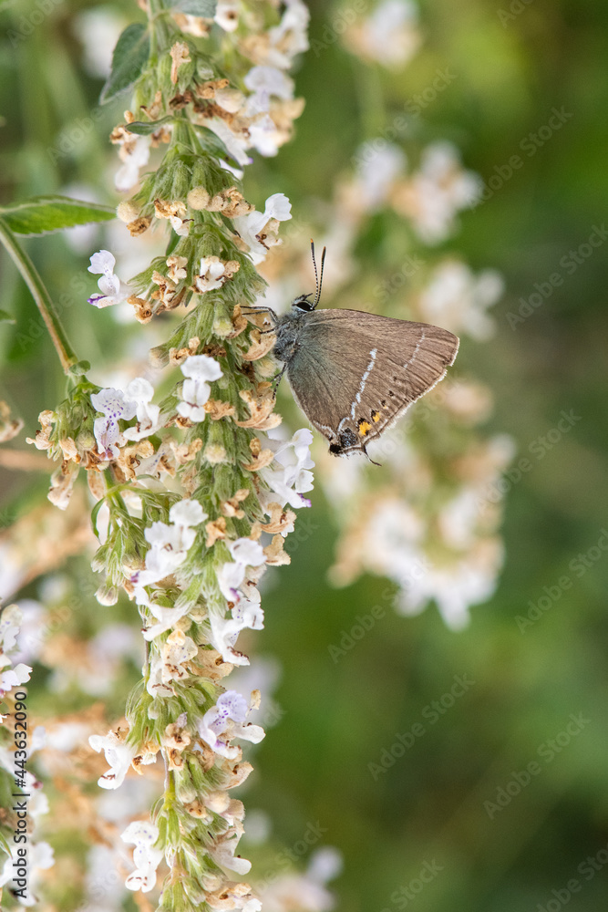 Fototapeta premium Lycaenidae / Güzel Sevbeni / / Satyrium spini
