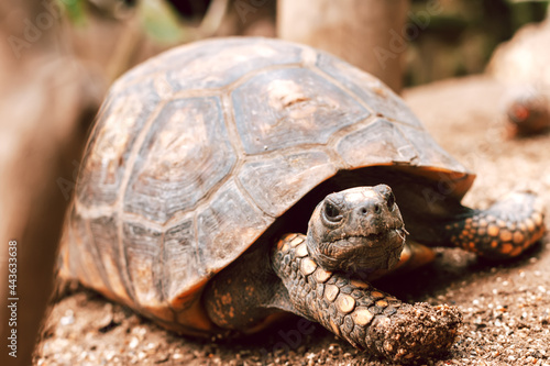 The red-footed tortoise close up in a zoo. Portrait of a turtle in natural surroundings