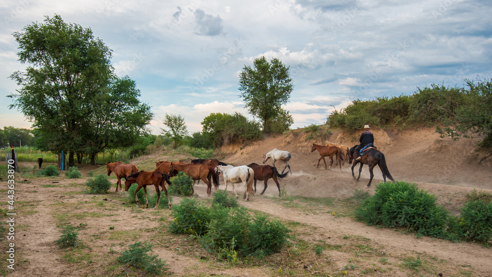 Obraz premium Horses and shepherd on the prairie