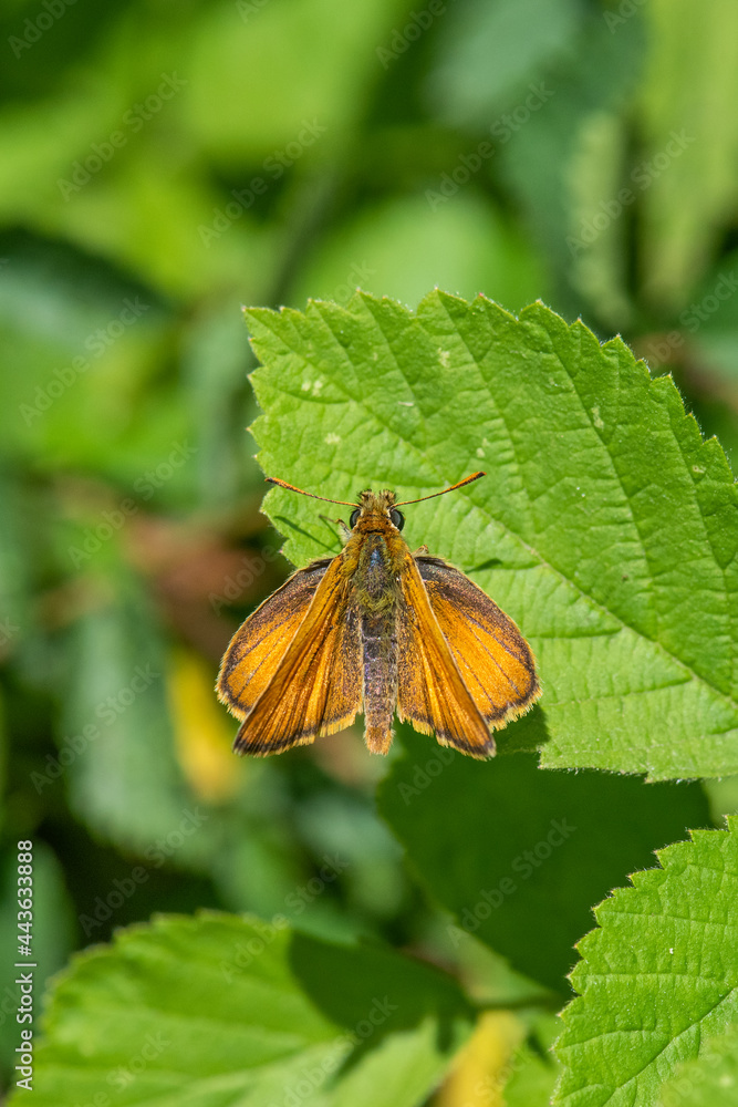 Hesperiidae / Sarı Antenli Zıpzıp / / Thymelicus sylvestris
