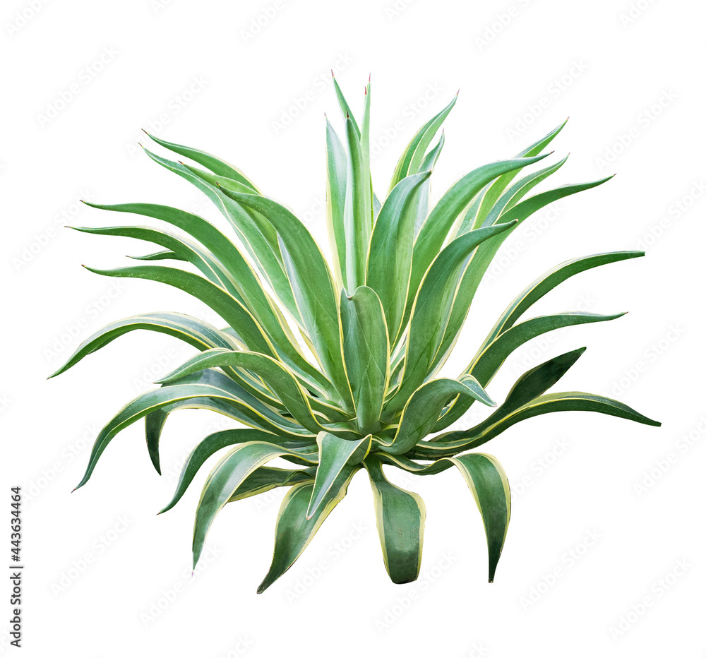 Agave plant isolated on white background.This has clipping path Agave plant isolated on white background.This has clipping path
