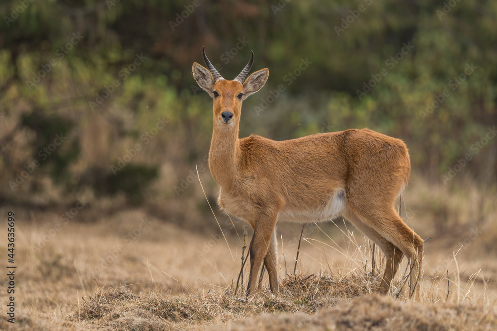 Eastern Bohor Reedbuck - Redunca redunca bohor, beautiful shy antelope endemic in Ethiopean mountains, Bale mountians, Ethiopia. Eastern Bohor Reedbuck - Redunca redunca bohor, beautiful shy antelope endemic in Ethiopean mountains, Bale mountians, Ethiopia.