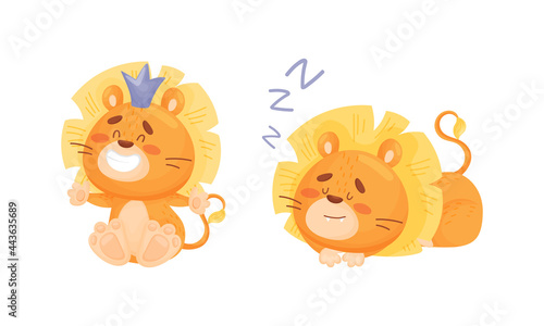 Fototapeta Naklejka Na Ścianę i Meble -  Cartoon Lion Cub Playful Character with White Teeth and Thick Mane Vector Set