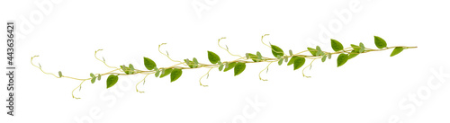 Fotografie Heart shaped green leaves climbing vines ivy of cowslip creeper (Telosma cordata) the creeper forest plant growing in wild isolated on white background, clipping path included
