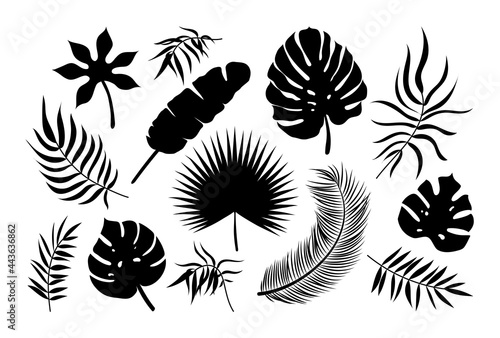 Palm leaf icons set. Black tropical plants silhouette exotic collection. Monstera, fan palm, banana, coconut palm leaves isolated on white background. Vector illustration