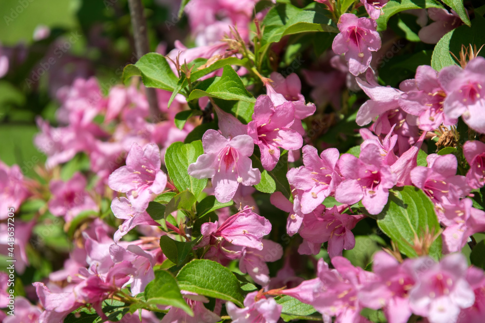 Pink delicate weigela flowers in the spring garden Pink delicate weigela flowers in the spring garden
