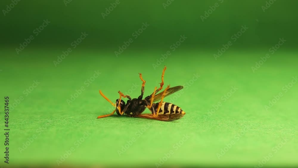 Wasp dying from an insecticide. Pest Control. European paper wasp
