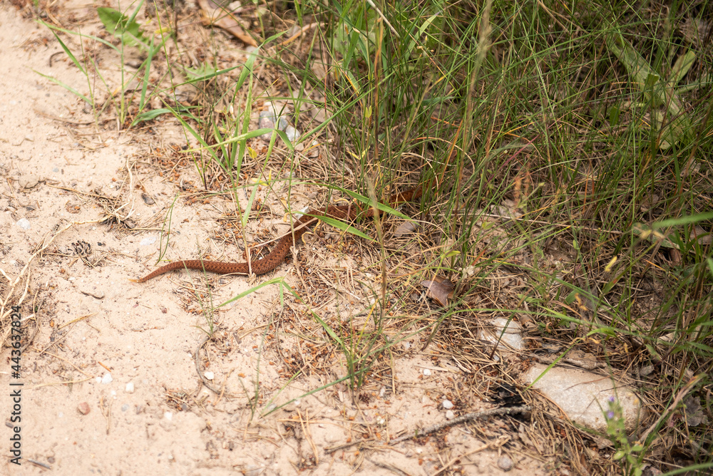 Copper colored viper crawling in the grass. Copper colored viper crawling in the grass.
