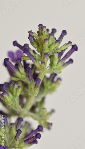 Macro image of a Buddleia Flower
