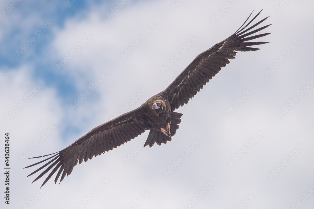 Obraz premium Kara akbaba » Cinereous Vulture » Aegypius monachus